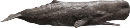 Sperm Whale