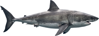 Shark
