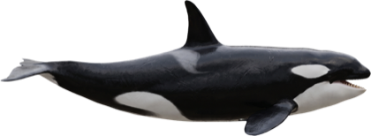 Orca