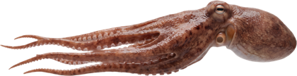 Octopus