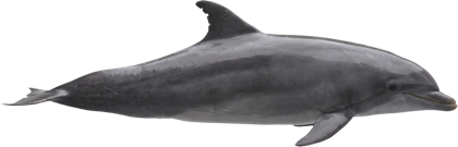 Dolphin