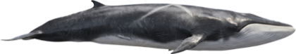 Fin Whale